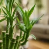 観葉植物の竹みたいなやつってどんなの？