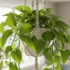 観葉植物をぶら下げるメリットとは？