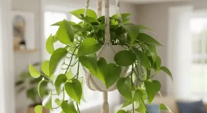 観葉植物をぶら下げるメリットとは？