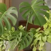 観葉植物のイモ科を失敗なく育てる