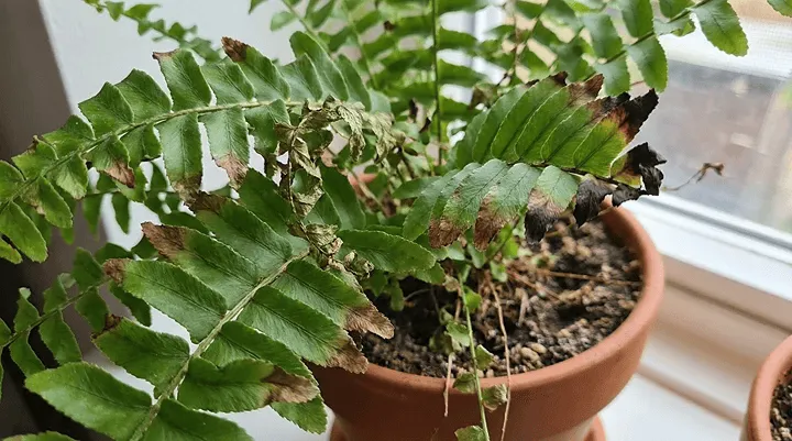 ネフロレピスの葉先が枯れるときのサイン