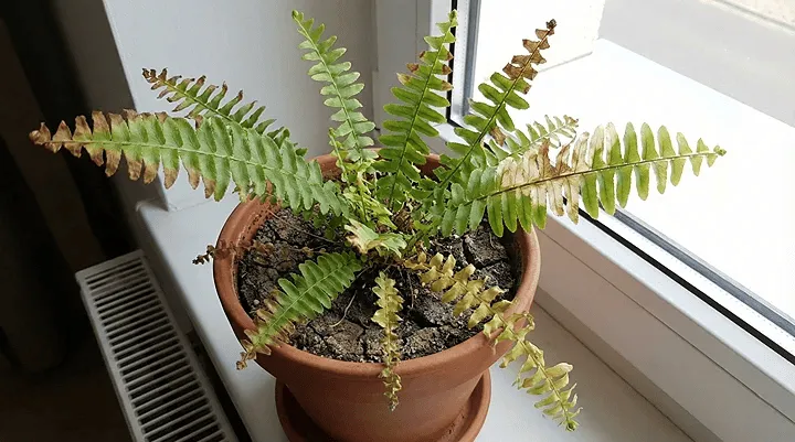 ネフロレピスの葉が茶色くなる代表的な原因