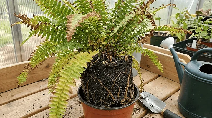 ネフロレピスの根腐れと葉先が枯れる関係