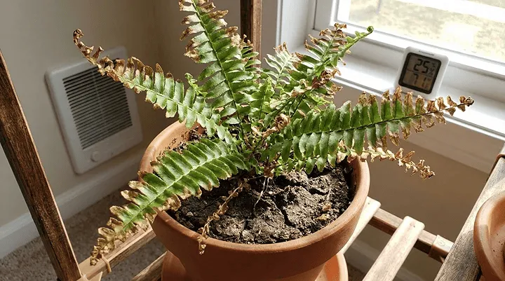 ネフロレピスの湿度不足で葉先が枯れるケース