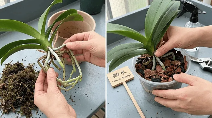 胡蝶蘭根腐れ予防と植え替え後ケア