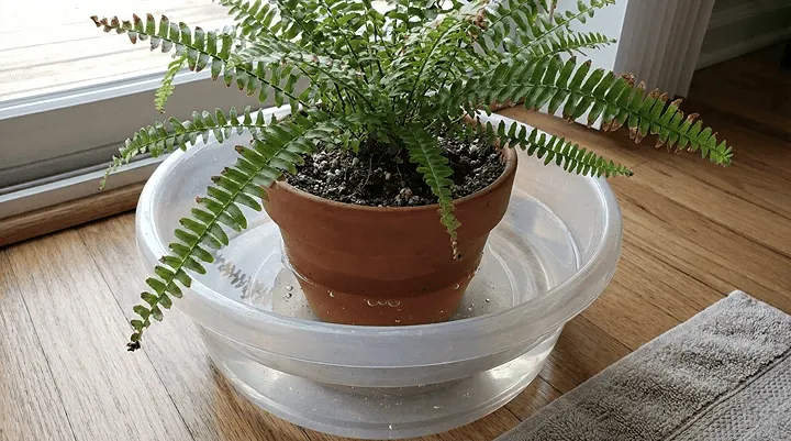 ネフロレピスの葉先が枯れるときの水やりリセット