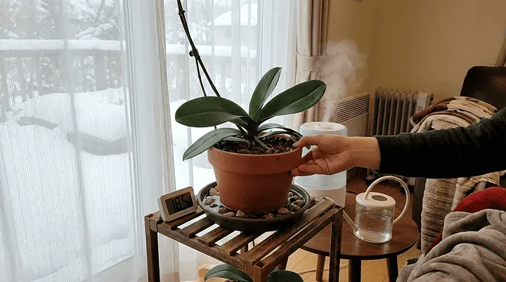 胡蝶蘭初心者の冬の育て方と置き場