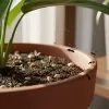 観葉植物に小さい虫が発生！