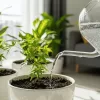観葉植物に炭酸水は効果ある？