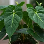 観葉植物の花が咲かない原因を診断！光・肥料・根の対策5ステップ