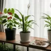 観葉植物の花が終わったら？