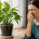 観葉植物の臭いが気になる人向け原因別対策と完全予防マニュアル