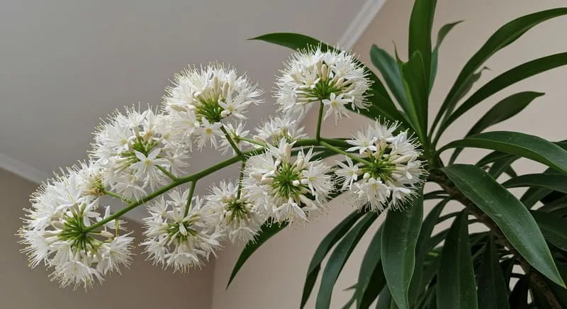 幸福の木（ドラセナ）