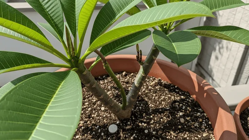 花が咲かない原因と対策