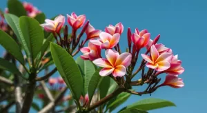 プルメリアの育て方